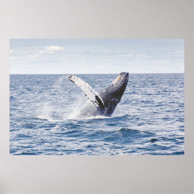 Affiche Baleine Géante Saute De L'Océan (Devant)