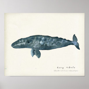 Affiche Baleine gris aquarelle