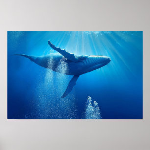 Affiche Baleine Océan Mer Nature Bleu Eau Profonde Faune