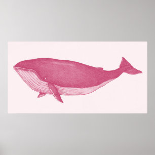 Affiche Baleine rose