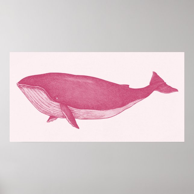 Affiche Baleine rose (Devant)
