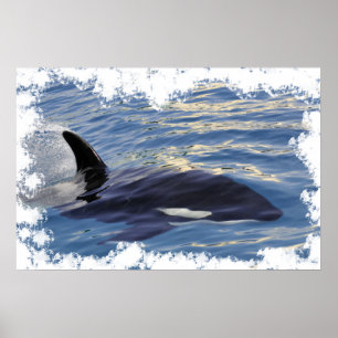 Affiche Baleine tueuse nageant vite