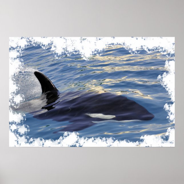 Affiche Baleine tueuse nageant vite (Devant)