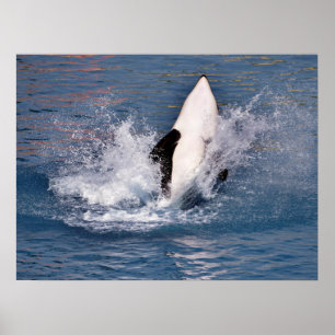 Affiche Baleine tueuse sautant hors de l'eau