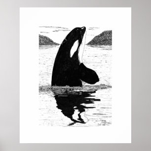Affiche Baleine tueuse, stylo et encre