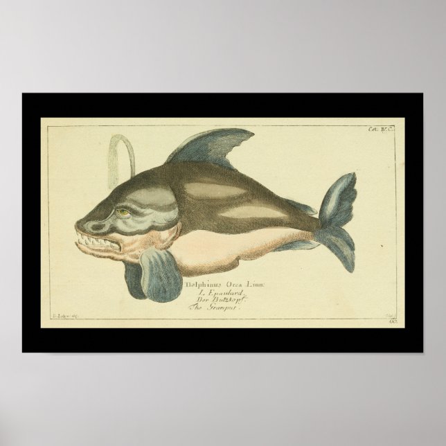 Affiche Baleine tueuse vintage Orca (Devant)