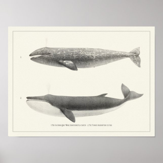 Affiche Baleine vintage-Californie Baleine grise et balein (Devant)