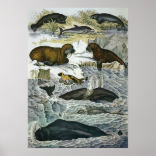Affiche Baleines, phoques et morses vintage, animaux marin