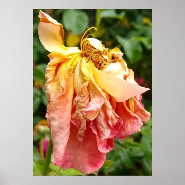 Affiche Ball Gown Dead Rose, orange jaune (Devant)
