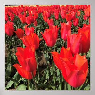 Affiche Ballerina Tulips, Oregon