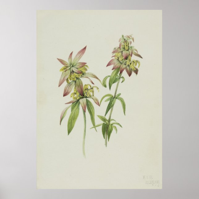 Affiche Balme d'abeille tacheté (Monarda punctata) (Devant)