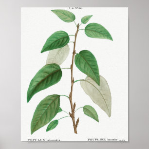 Affiche Balsam peuplier (Populus balsamifera) de Traite de