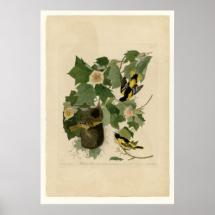 Affiche Baltimore Oriole