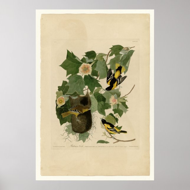 Affiche Baltimore Oriole (Devant)