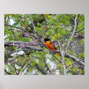 Affiche Baltimore Oriole