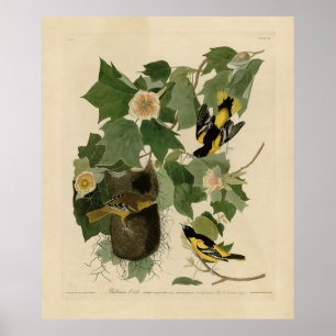 Affiche Baltimore Oriole - d'Audubon's Birds of America