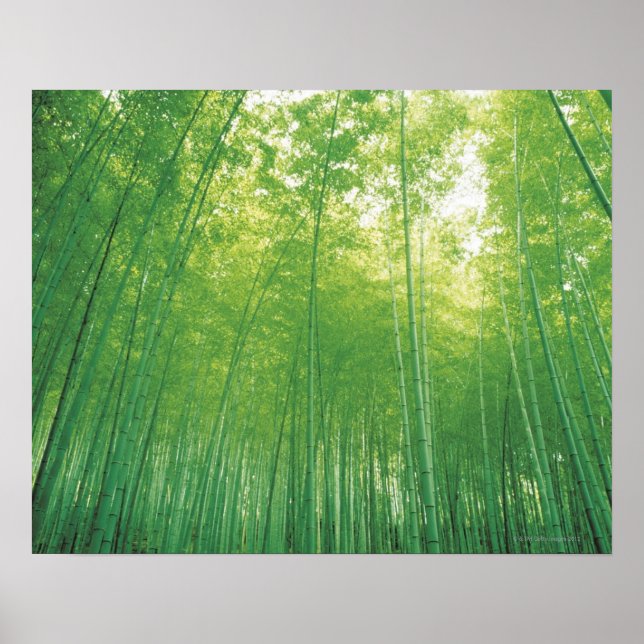 Affiche Bamboo Forest 2 (Devant)
