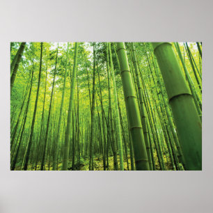 Affiche Bamboo Forest Zen Art