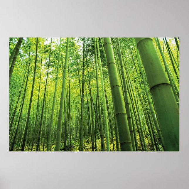 Affiche Bamboo Forest Zen Art (Devant)