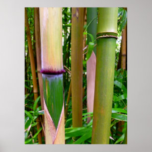 Affiche Bambou