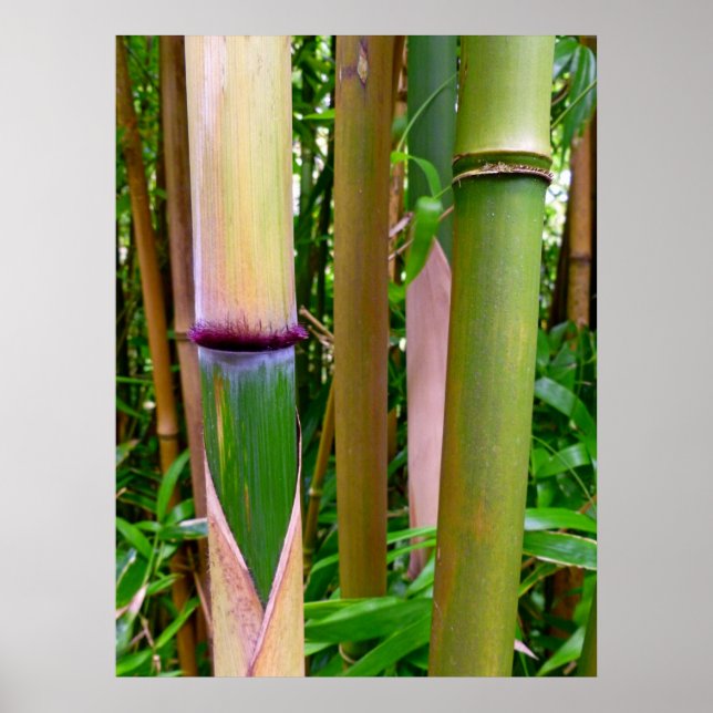 Affiche Bambou (Devant)