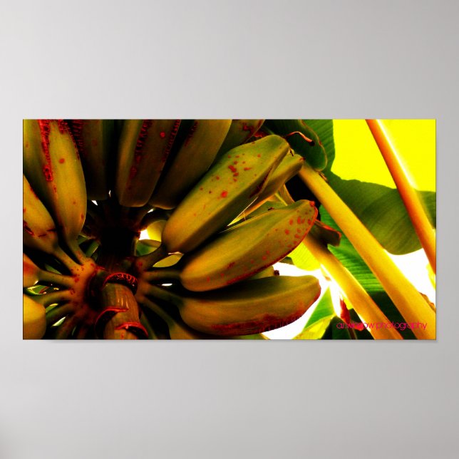Affiche Banana Bunch (Devant)