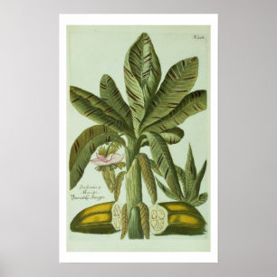 Affiche Banana, de Phytanthoza Iconographi de J. Weinmann
