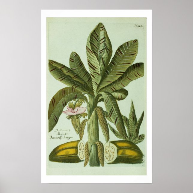Affiche Banana, de Phytanthoza Iconographi de J. Weinmann (Devant)