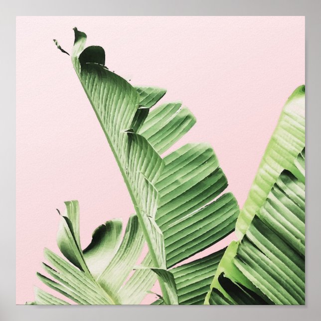 Affiche Banana leaf on pink (Devant)