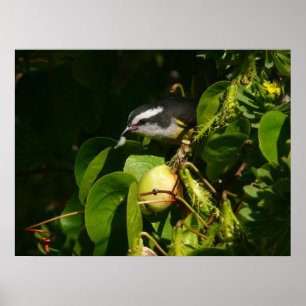 Affiche Bananaquit Bird Mange Photographie tropicale