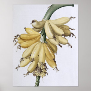 Affiche Banane, 1816
