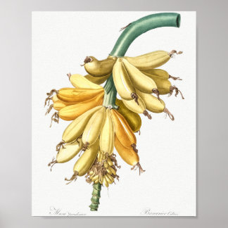 Affiche Banane des liliacées (1805) de Pierre-Joseph