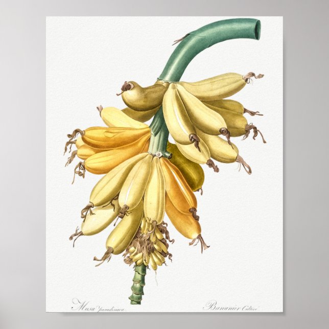 Affiche Banane des liliacées (1805) de Pierre-Joseph (Devant)