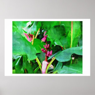 Affiche Banane rose, velours rose musa, peinture à l'huile