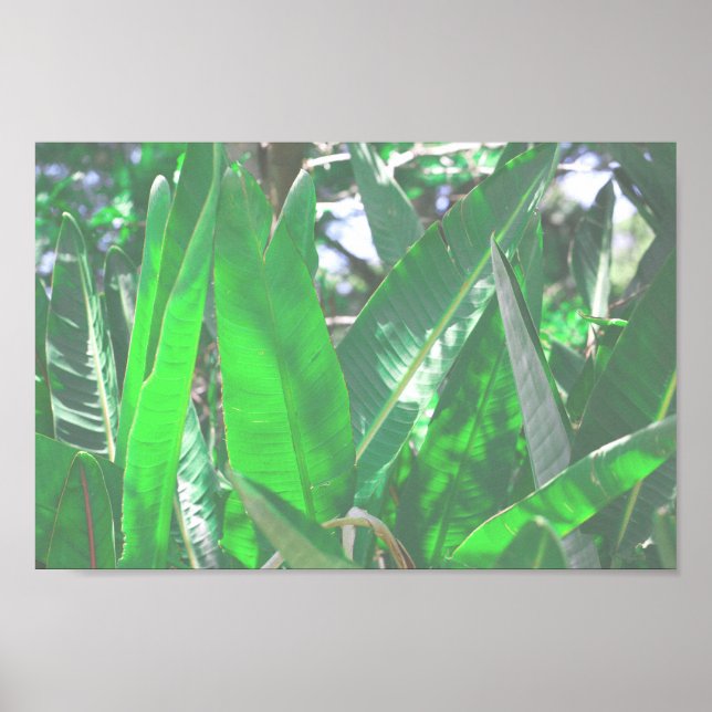 Affiche Banane verte type plante pastel feuille (Devant)