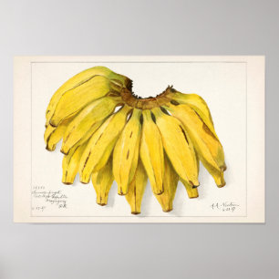 Affiche Bananes (Musa) Peinture à l'aquarelle de fruits