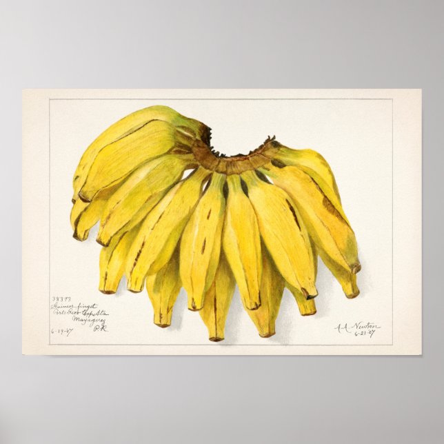 Affiche Bananes (Musa) Peinture à l'aquarelle de fruits (Devant)