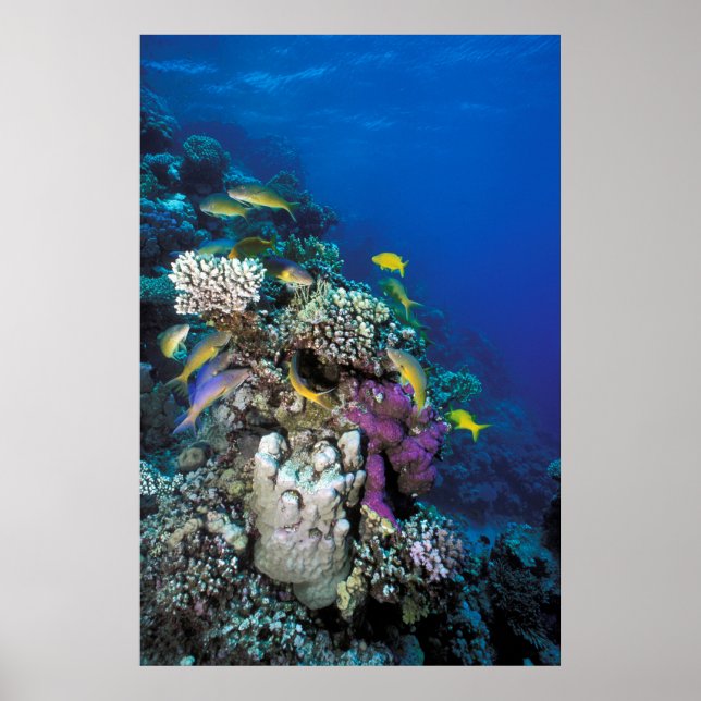 Affiche Banc de rougets autour d'un petit corail (Devant)