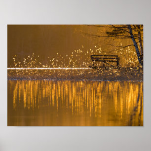 Affiche Banc solitaire au bord du lac dans la lumière doré