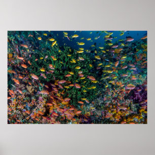 Affiche Bancs de poissons nagent dans le récif