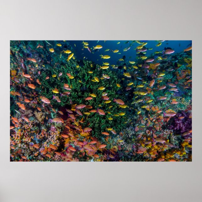 Affiche Bancs de poissons nagent dans le récif (Devant)