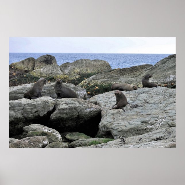 Affiche Bande de phoque fourrure (Devant)