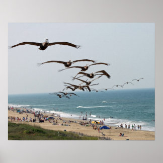 Affiche Bande d'oiseaux pélicans survolant la plage d'OBX