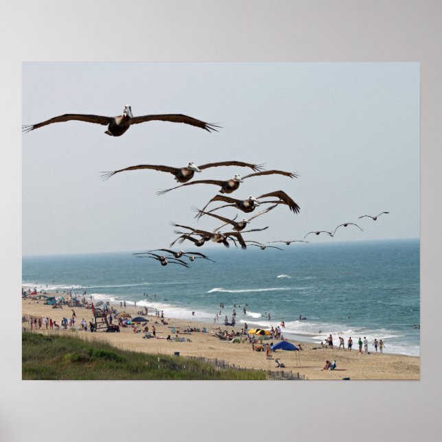 Affiche Bande d'oiseaux pélicans survolant la plage d'OBX (Devant)