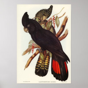 Affiche Banksian Cockatoo par Elizabeth Gould