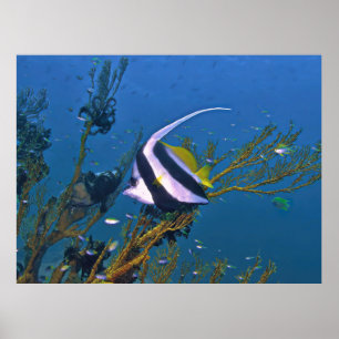 Affiche Bannerfish dans le corail