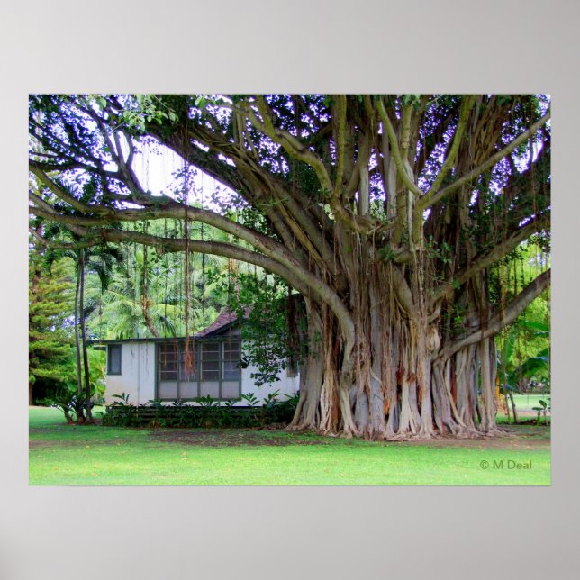 Affiche Banyan Tree Cottage (Devant)