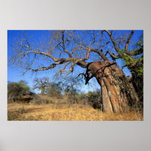 Affiche Baobab (Adansonia Digitata), Kruger National