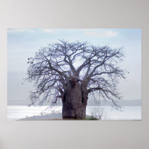 Affiche Baobab (Adansonia Digitata), Luanda