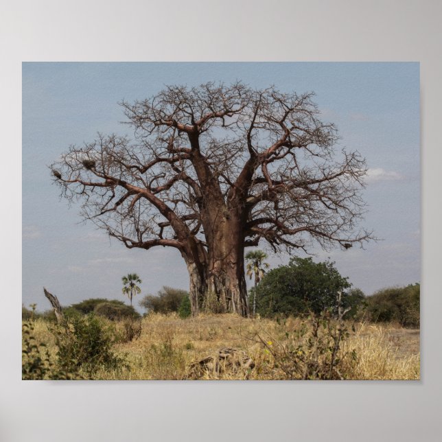 Affiche Baobab africain (Devant)